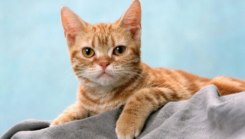 Обои кот, кошка, взгляд, рыжий, полосатый, cat, look, red, striped разрешение 2880x1800 Загрузить