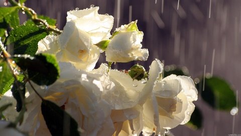 Обои цветы, капли, розы, лепестки, дождь, белые, капли дождя, flowers, drops, roses, petals, rain, white, raindrops разрешение 1920x1080 Загрузить