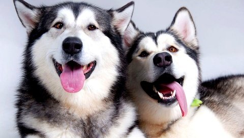 Обои пара, отдых, хаски, язык, собаки, pair, stay, husky, language, dogs разрешение 2000x1125 Загрузить