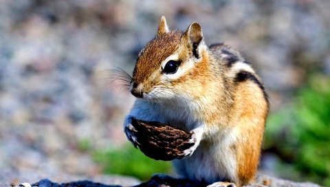 Обои скорлупа, бурундук, грызун, shell, chipmunk, rodent разрешение 2000x1369 Загрузить