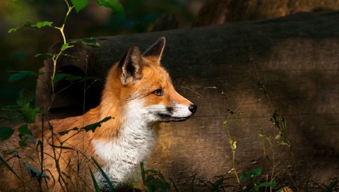 Обои природа, лес, взгляд, лиса, лисенок, nature, forest, look, fox разрешение 2560x1675 Загрузить