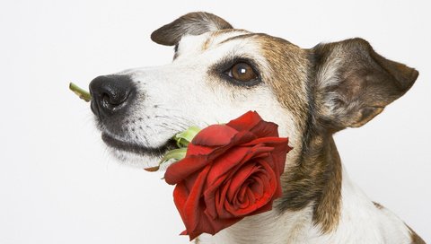 Обои роза, собака, белый фон, пес, подарок, красная роза, rose, dog, white background, gift, red rose разрешение 1920x1080 Загрузить