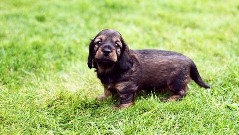 Обои трава, собака, щенок, прогулка, такса, хорошенький, жесткошерстная, grass, dog, puppy, walk, dachshund, pretty, wire-haired разрешение 1920x1200 Загрузить