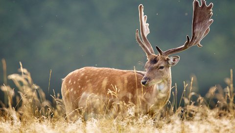 Обои трава, природа, лес, олень, рога, grass, nature, forest, deer, horns разрешение 1920x1200 Загрузить