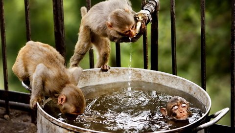 Обои вода, забавно, обезьяны, мартышки, купаются, water, funny, monkey, monkeys, swim разрешение 1920x1200 Загрузить