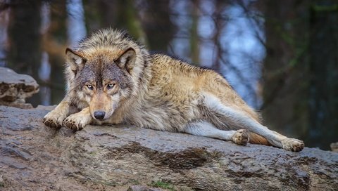 Обои природа, лес, взгляд, лежит, хищник, камень, волк, nature, forest, look, lies, predator, stone, wolf разрешение 1920x1200 Загрузить
