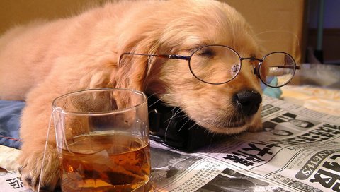 Обои очки, стакан, сон, собака, щенок, отдых, друг, чай, газета, glasses, glass, sleep, dog, puppy, stay, each, tea, newspaper разрешение 1920x1080 Загрузить