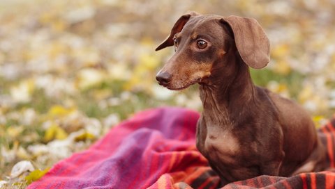 Обои природа, взгляд, собака, плед, такса, nature, look, dog, plaid, dachshund разрешение 2560x1600 Загрузить