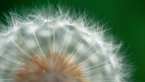 Обои природа, цветок, одуванчик, пух, пушинки, крупным планом, nature, flower, dandelion, fluff, fuzzes, closeup разрешение 2560x1600 Загрузить