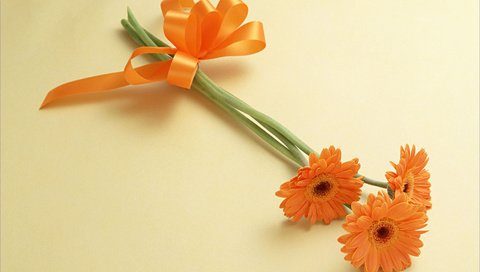 Обои cvety, oranzhevyj, tri, lentochka разрешение 2952x2096 Загрузить