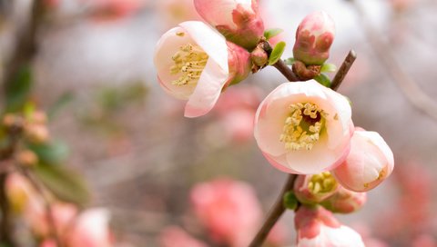 Обои ветка, vetka, цветение, весна, розовый, вишня, сакура, rozovyj, vesna, vishnya, cvetenie, branch, flowering, spring, pink, cherry, sakura разрешение 3648x2736 Загрузить