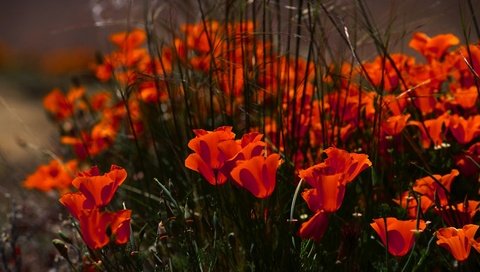 Обои цветы, маки, клумба, flowers, maki, flowerbed разрешение 3878x2582 Загрузить