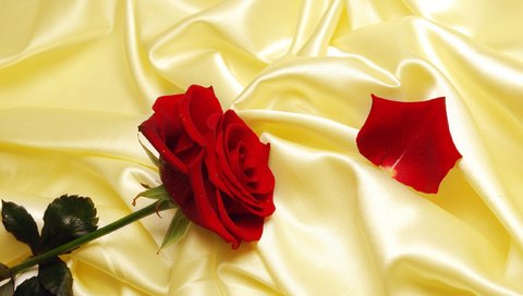 Обои роза, лепесток, шелк, rose, petal, silk разрешение 2560x1600 Загрузить