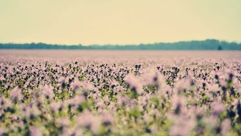 Обои цветы, поле, лаванда, полюс, cvety, priroda, flowers, field, lavender, pole разрешение 2563x1697 Загрузить