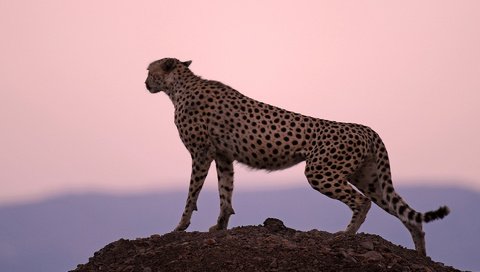 Обои фон, скала, хищник, большая кошка, гепард, наблюдение, background, rock, predator, big cat, cheetah, observation разрешение 1920x1200 Загрузить