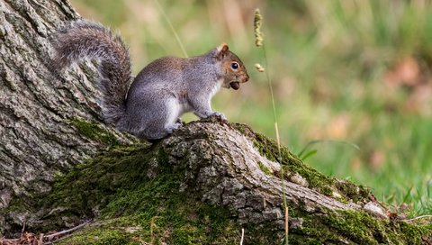 Обои дерево, животные, мох, белка, грызун, tree, animals, moss, protein, rodent разрешение 2048x1365 Загрузить