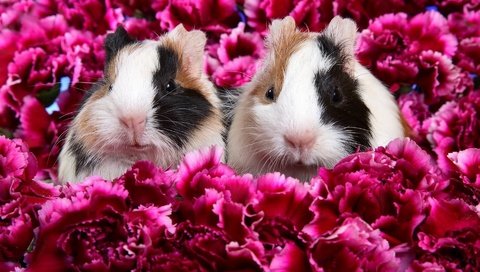 Обои цветы, животные, морские свинки, flowers, animals, guinea pigs разрешение 1920x1200 Загрузить