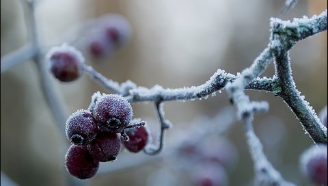 Обои ветка, природа, зима, макро, иней, холод, ягоды, branch, nature, winter, macro, frost, cold, berries разрешение 1920x1200 Загрузить