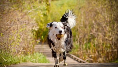 Обои деревья, мост, собака, друг, мяч, бордер-колли, trees, bridge, dog, each, the ball, the border collie разрешение 1920x1280 Загрузить