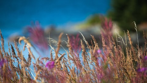 Обои трава, природа, макро, поле, размытость, колоски, grass, nature, macro, field, blur, spikelets разрешение 2048x1365 Загрузить