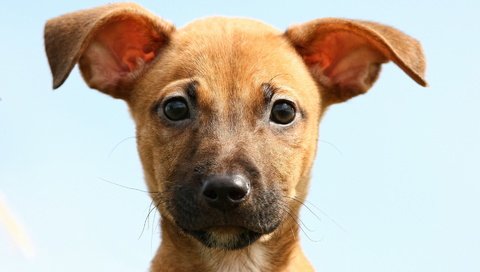 Обои морда, взгляд, собака, уши, маленькая, большие, face, look, dog, ears, little, large разрешение 1920x1200 Загрузить