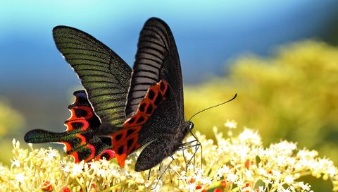 Обои цветы, макро, бабочка, крылья, насекомые, размытость, flowers, macro, butterfly, wings, insects, blur разрешение 2048x1366 Загрузить