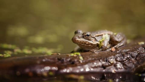 Обои вода, животные, лягушка, пруд, жаба, water, animals, frog, pond, toad разрешение 2048x1339 Загрузить