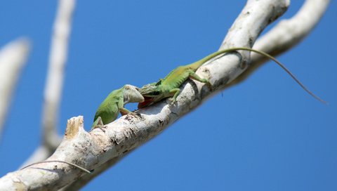 Обои небо, ветка, животные, ящерицы, зеленый анолис, green anole, the sky, branch, animals, lizards, green anolis разрешение 2048x1291 Загрузить