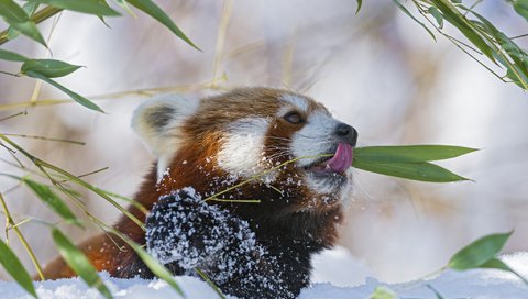 Обои ветка, снег, красная, панда, бамбук, малая, branch, snow, red, panda, bamboo, small разрешение 2048x1365 Загрузить