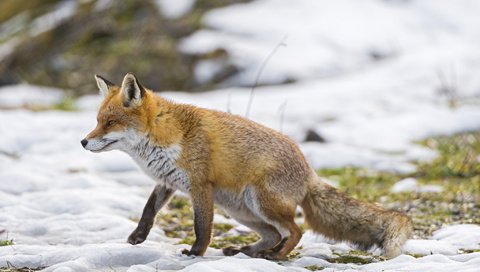 Обои снег, зима, лиса, прогулка, ветер, охота, snow, winter, fox, walk, the wind, hunting разрешение 2048x1363 Загрузить