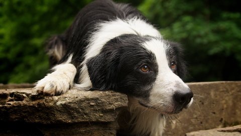 Обои мордочка, друг, лапки, бордер-колли, собака. взгляд, muzzle, each, legs, the border collie, dog. look разрешение 2560x1600 Загрузить