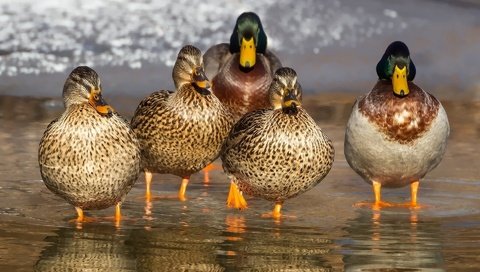 Обои вода, отражение, птицы, клюв, перья, утки, утка, кряква, water, reflection, birds, beak, feathers, duck, mallard разрешение 1920x1200 Загрузить