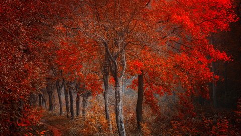 Обои лес, осень, forest, autumn разрешение 1920x1200 Загрузить