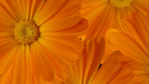 Обои макро, для рабочего стола, ноготки, macro, for your desktop, marigolds разрешение 2560x1600 Загрузить