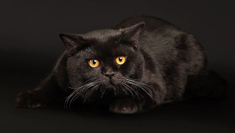 Обои кот, кошка, черный, хвост, мех, янтарные глаза, cat, black, tail, fur, amber eyes разрешение 1920x1080 Загрузить