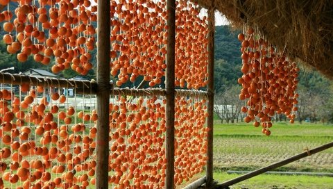 Обои фрукты, навес, верёвки, хурма, сушка, fruit, canopy, rope, persimmon, drying разрешение 1920x1200 Загрузить