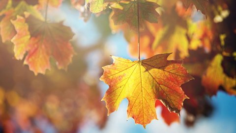 Обои дерево, листья, макро, ветки, листва, осень, клен, tree, leaves, macro, branches, foliage, autumn, maple разрешение 2560x1600 Загрузить