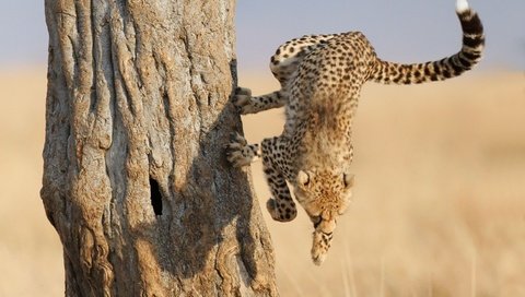 Обои дерево, лапы, леопард, когти, гепард, саванна, гепард в прыжке, tree, paws, leopard, claws, cheetah, savannah, cheetah jump разрешение 2560x1600 Загрузить