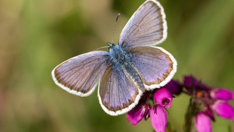 Обои цветы, макро, насекомое, бабочка, крылья, насекомые, flowers, macro, insect, butterfly, wings, insects разрешение 2048x1347 Загрузить