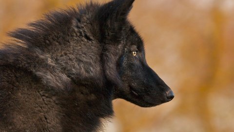Обои фон, черный, хищник, профиль, волк, background, black, predator, profile, wolf разрешение 2200x1511 Загрузить