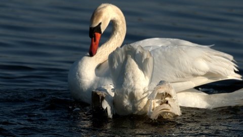 Обои вода, крылья, белый, птицы, лебедь, water, wings, white, birds, swan разрешение 2592x1725 Загрузить