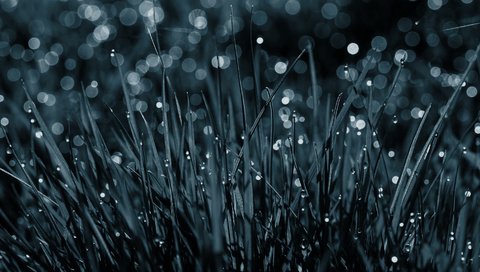 Обои природа, дождь падает на траву, nature, the rain falls on the grass разрешение 1920x1080 Загрузить