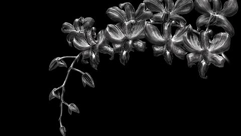 Обои цветы, черный фон, орхидеи, flowers, black background, orchids разрешение 2560x1600 Загрузить