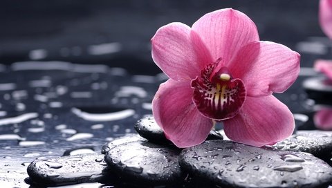 Обои камни, цветок, розовая, орхидея, орхидею, stones, flower, pink, orchid разрешение 1920x1080 Загрузить