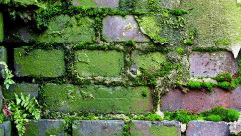 Обои узор, стена, мох, кирпич, кирпичная стена, moss (узор, мох), pattern, wall, moss, brick, brick wall, moss (pattern, moss) разрешение 2560x1600 Загрузить