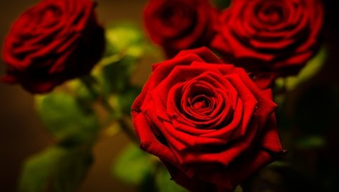 Обои цветы, макро, фото, розы, красный, flowers, macro, photo, roses, red разрешение 1920x1200 Загрузить