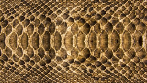 Обои текстура, змея, кожа, расцветка, чешуя, texture, snake, leather, colors, scales разрешение 2560x1600 Загрузить