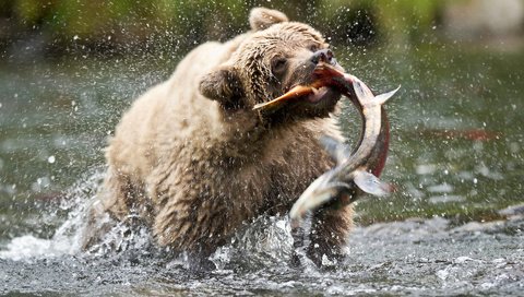Обои медведь, сша, аляска, бурый медведь, русская река, bear, usa, alaska, brown bear, russian river разрешение 1920x1200 Загрузить