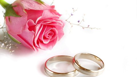 Обои роза, кольца, свадьба, rose, ring, wedding разрешение 1920x1200 Загрузить