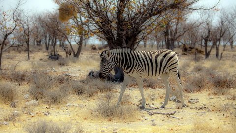 Обои природа, зебра, африка, nature, zebra, africa разрешение 1920x1200 Загрузить